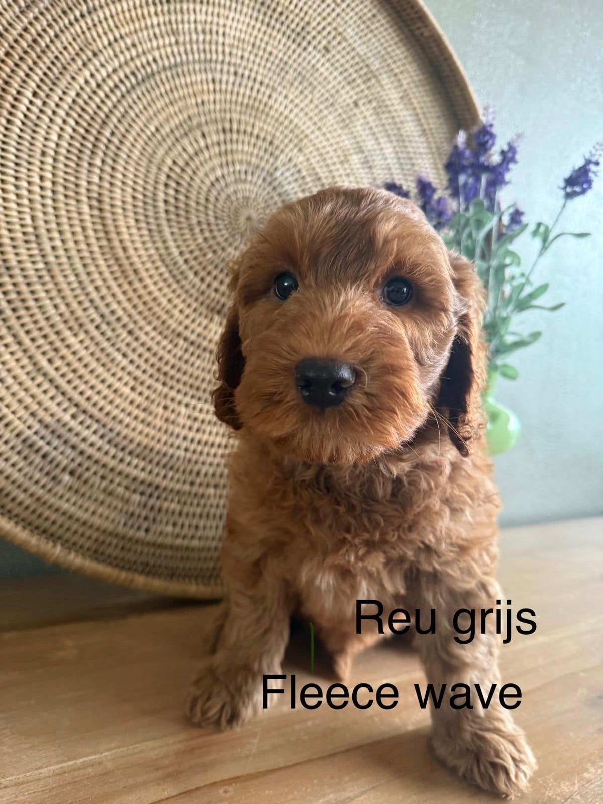 Australian labradoodle pups, Dieren en Toebehoren, Honden | Niet-rashonden, Parvo, 8 tot 15 weken, Meerdere, Meerdere dieren