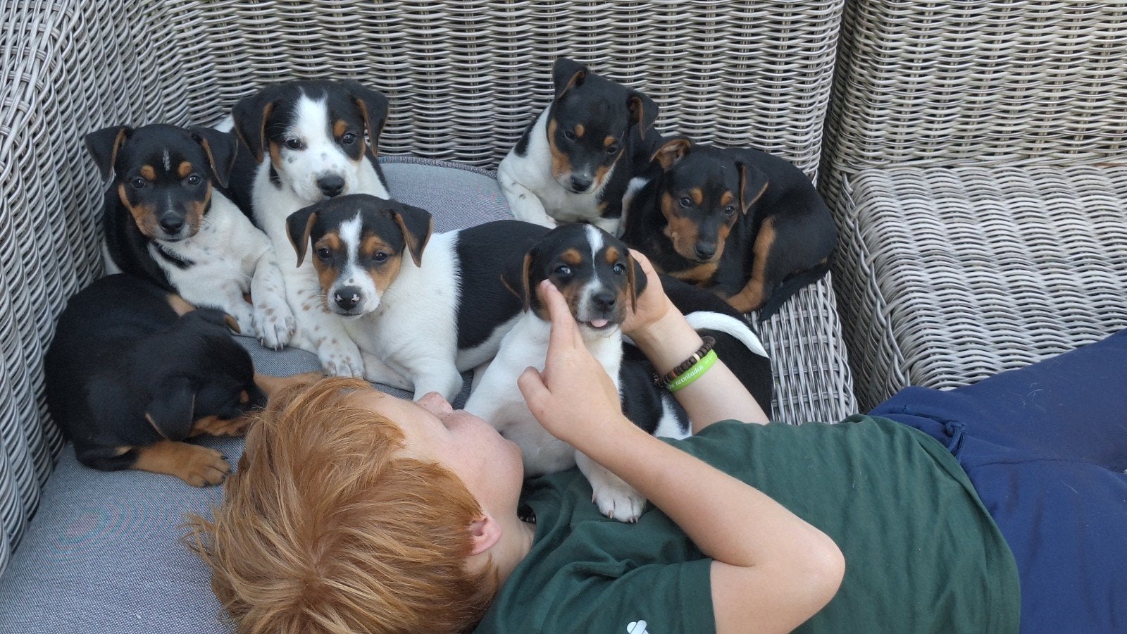 Boerenfox pups.(3 reutjes), 8 tot 15 weken, Meerdere, Meerdere dieren, Middel