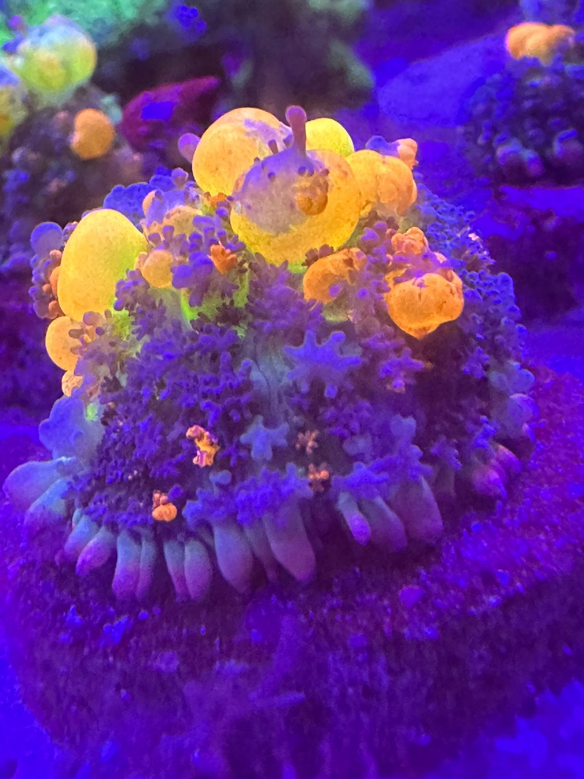 Og bounce mushroom, Dieren en Toebehoren, Vis
