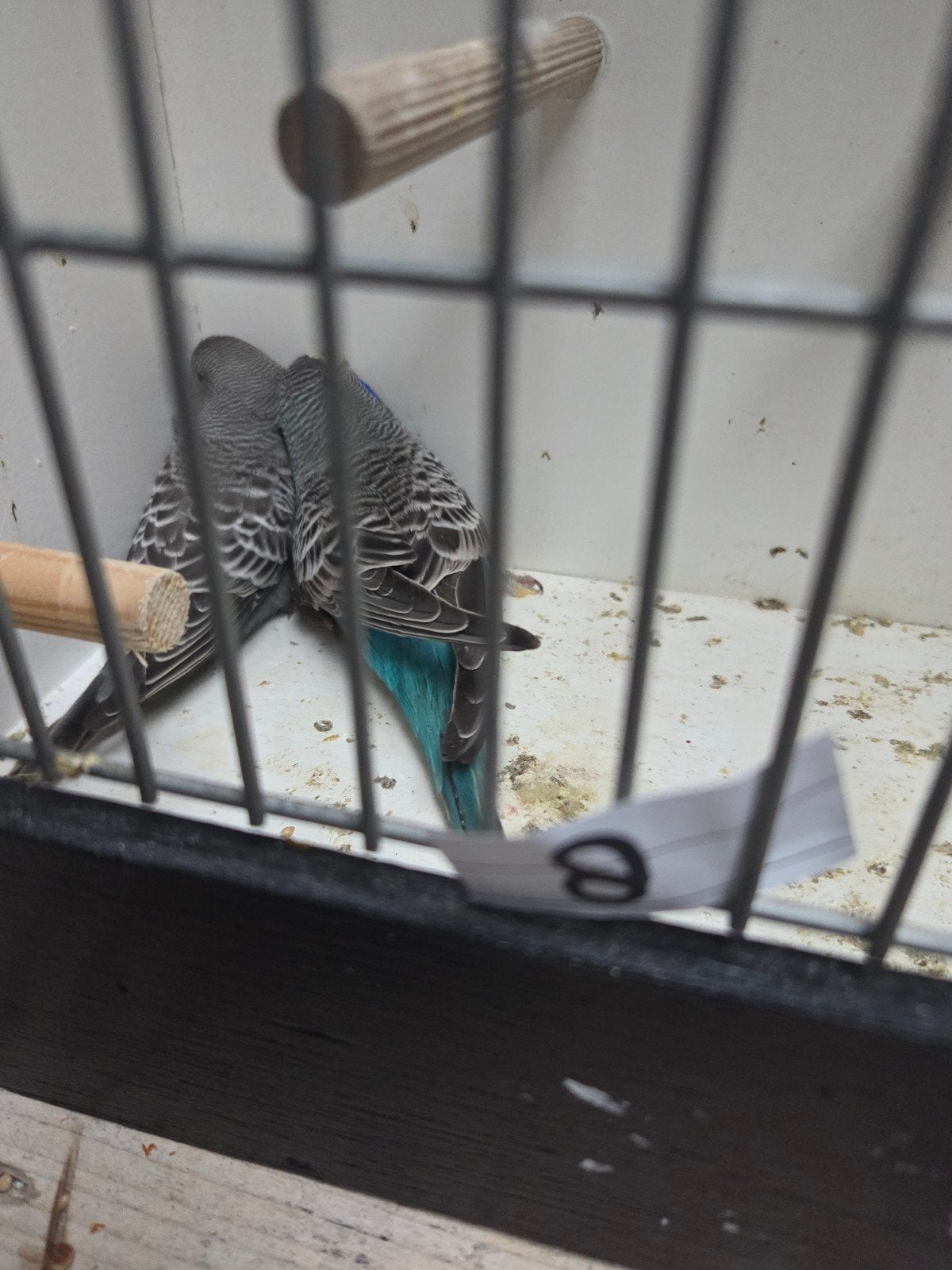 mooi koppel grasparkieten blackface melanistic x grijs