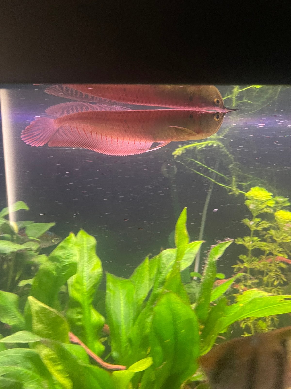 Zilveren arowana - 20cm, Vis, Zoetwatervis