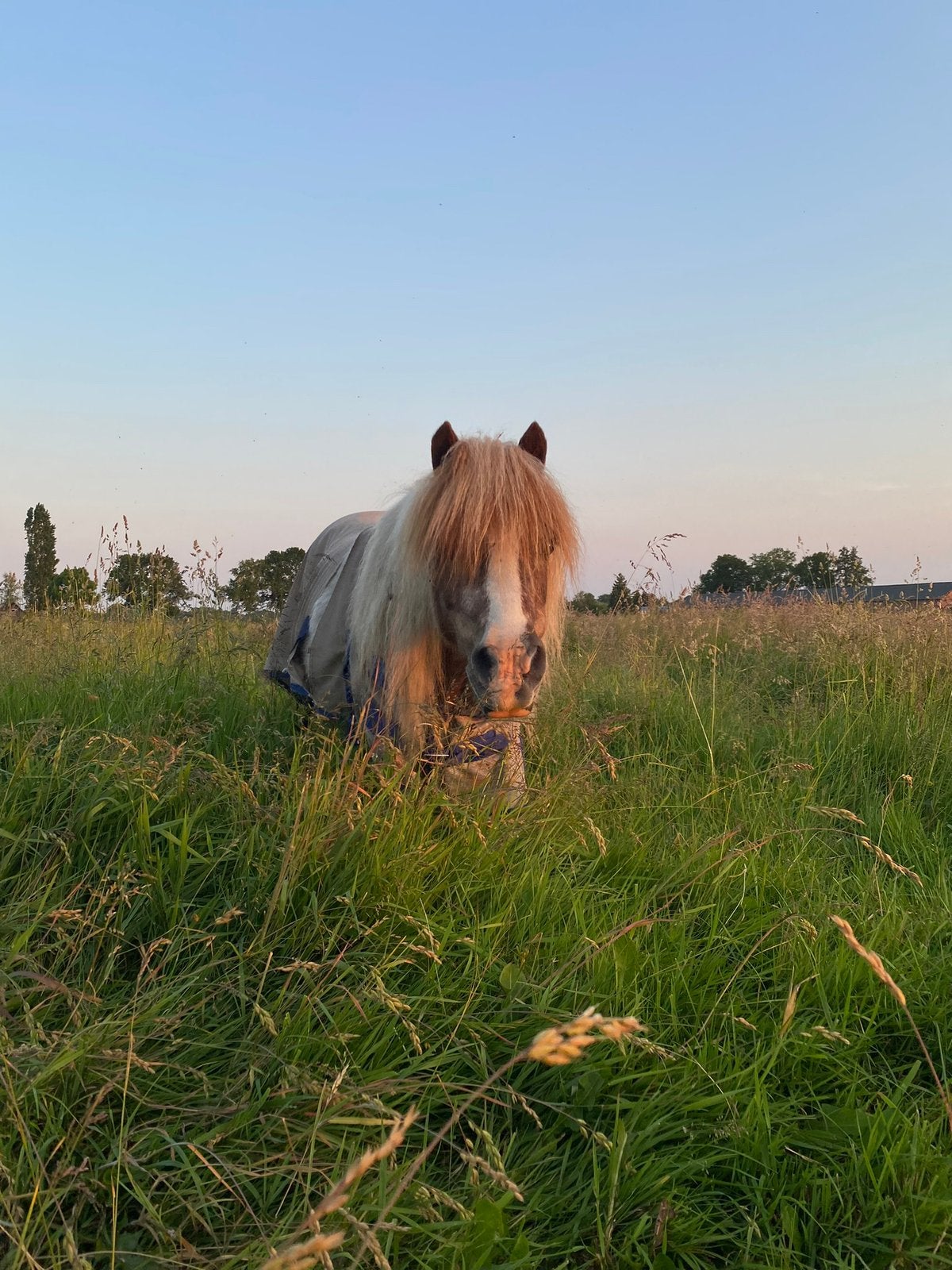 Weiland aangeboden voor een pony,, Ophalen, Zo goed als nieuw