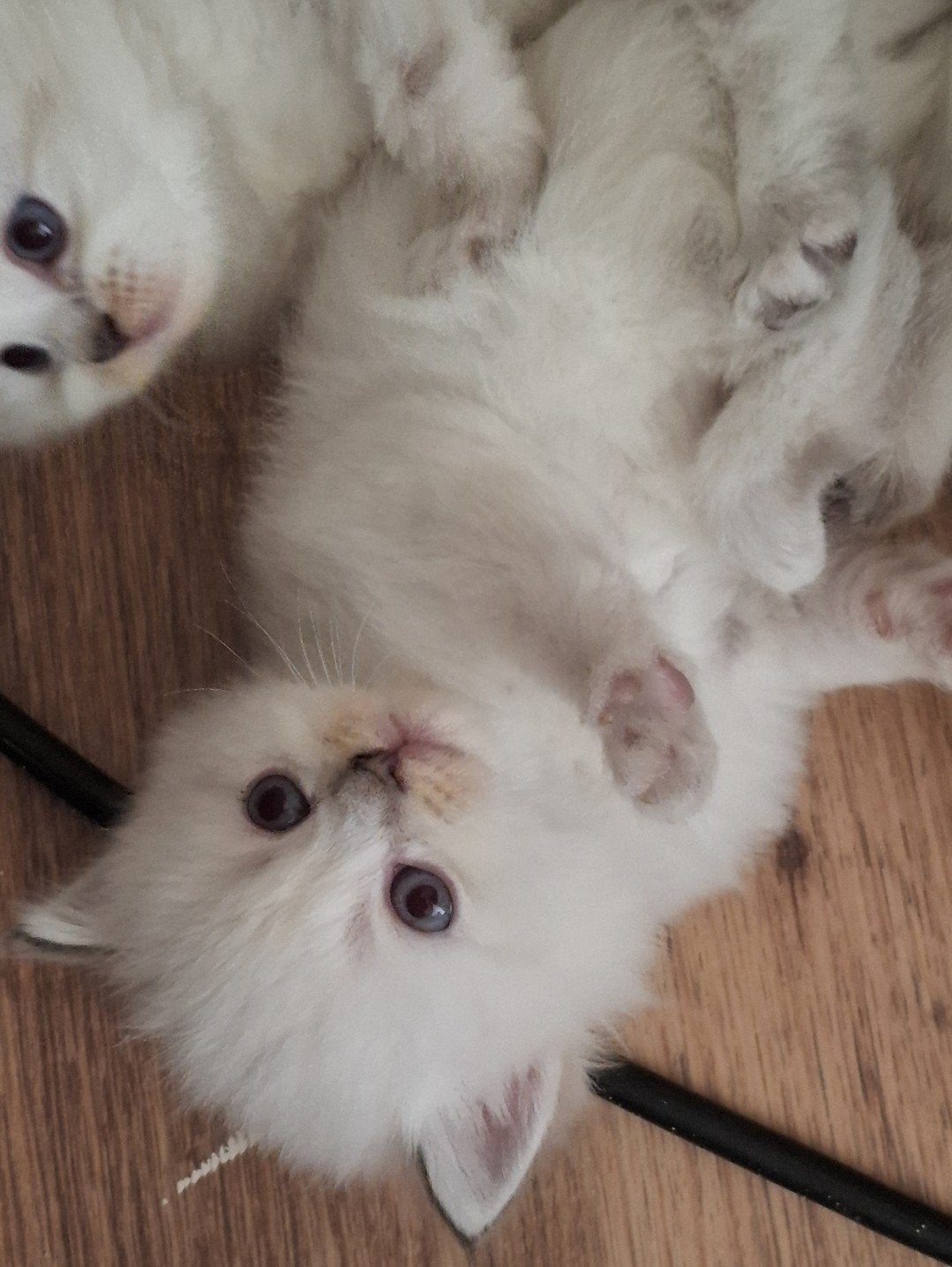 Katten