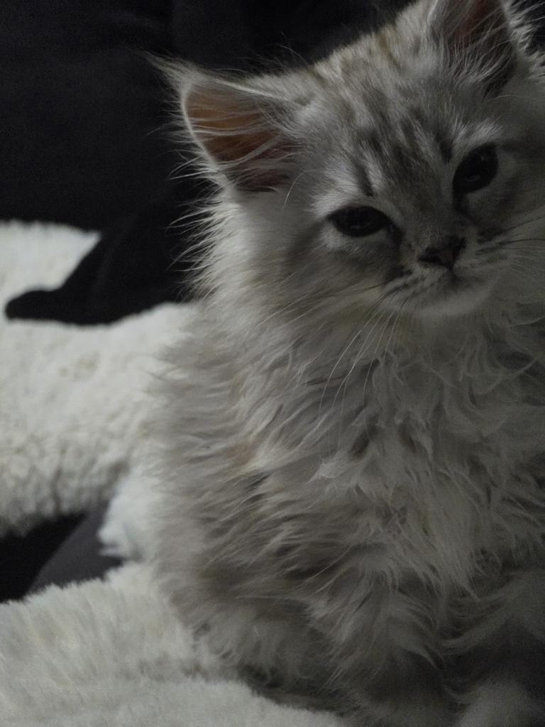 Perzische kitten, Dieren en Toebehoren, Katten en Kittens | Raskatten | Langhaar, Poes, Ontwormd, 0 tot 2 jaar