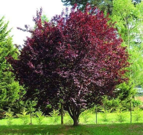 Prunus Cerasifera 'Nigra' - Rode kerspruim | OP = OP, Overige soorten, Lente, 250 tot 400 cm, Ophalen