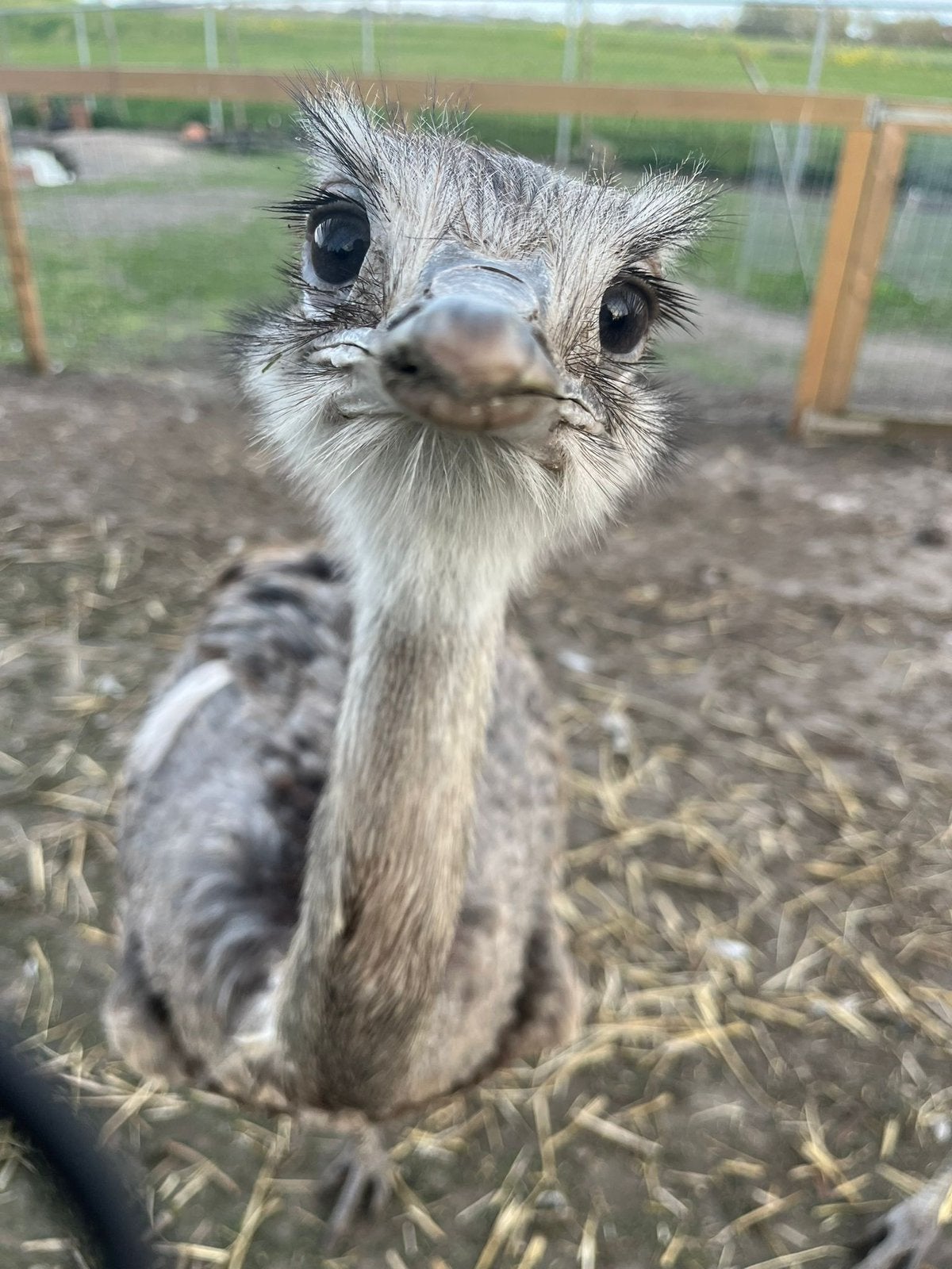 Prachtig mooi trio Nandoes, Dieren en Toebehoren, Meerdere dieren, Kip