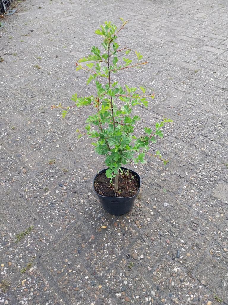 Meidoorn (Crataegus monogyna) in pot, Tuin en Terras, Ophalen, In pot, Volle zon, Overige soorten