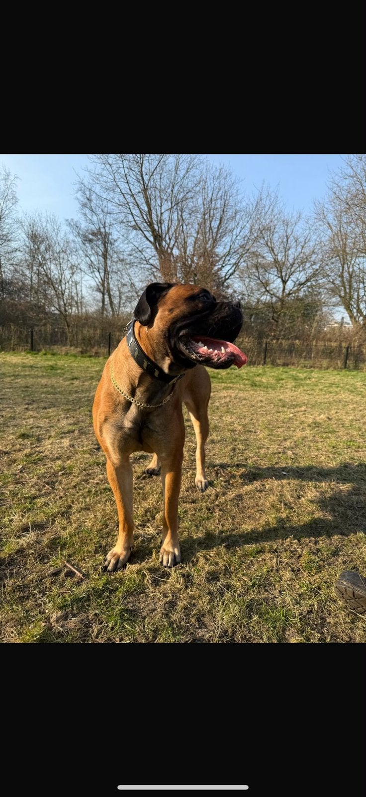 Angel, bull mastiff teef, Dieren en Toebehoren, 1 tot 2 jaar, Teef, Parvo, Bulldog