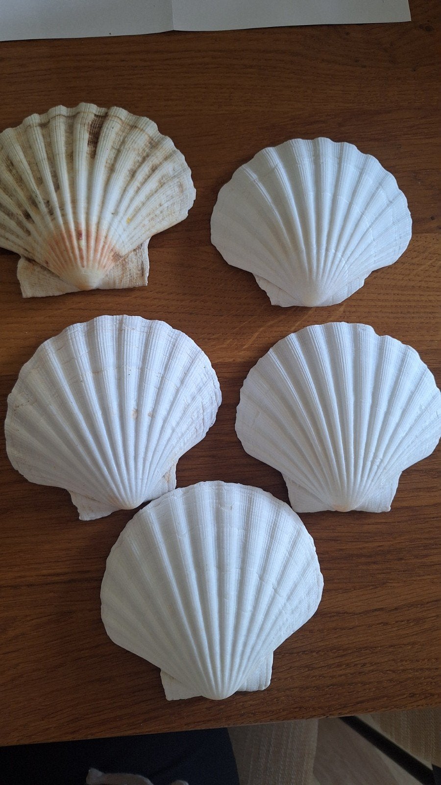 Decoratieve Schelpen - Set van 5, Ophalen, Gebruikt