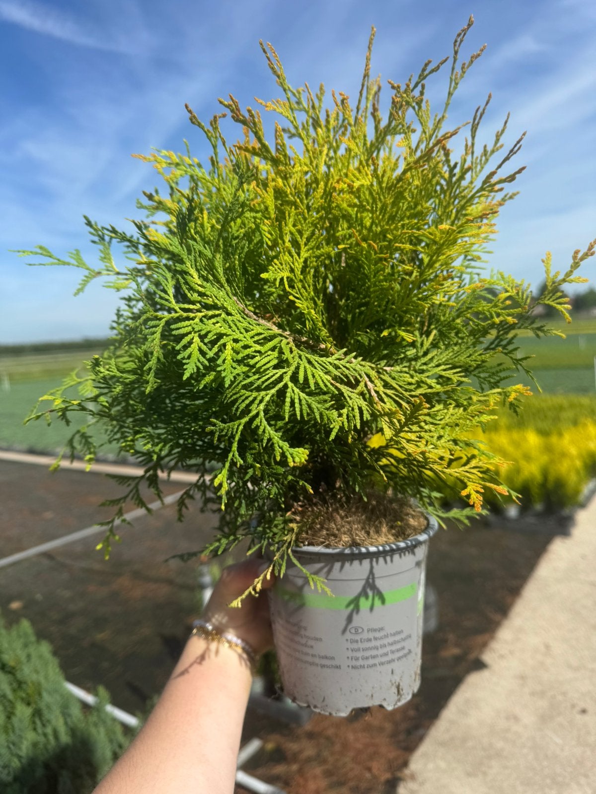 Thuja occ. ‘Golden Globe’, Bloeit niet, Halfschaduw, 100 tot 250 cm, Overige soorten