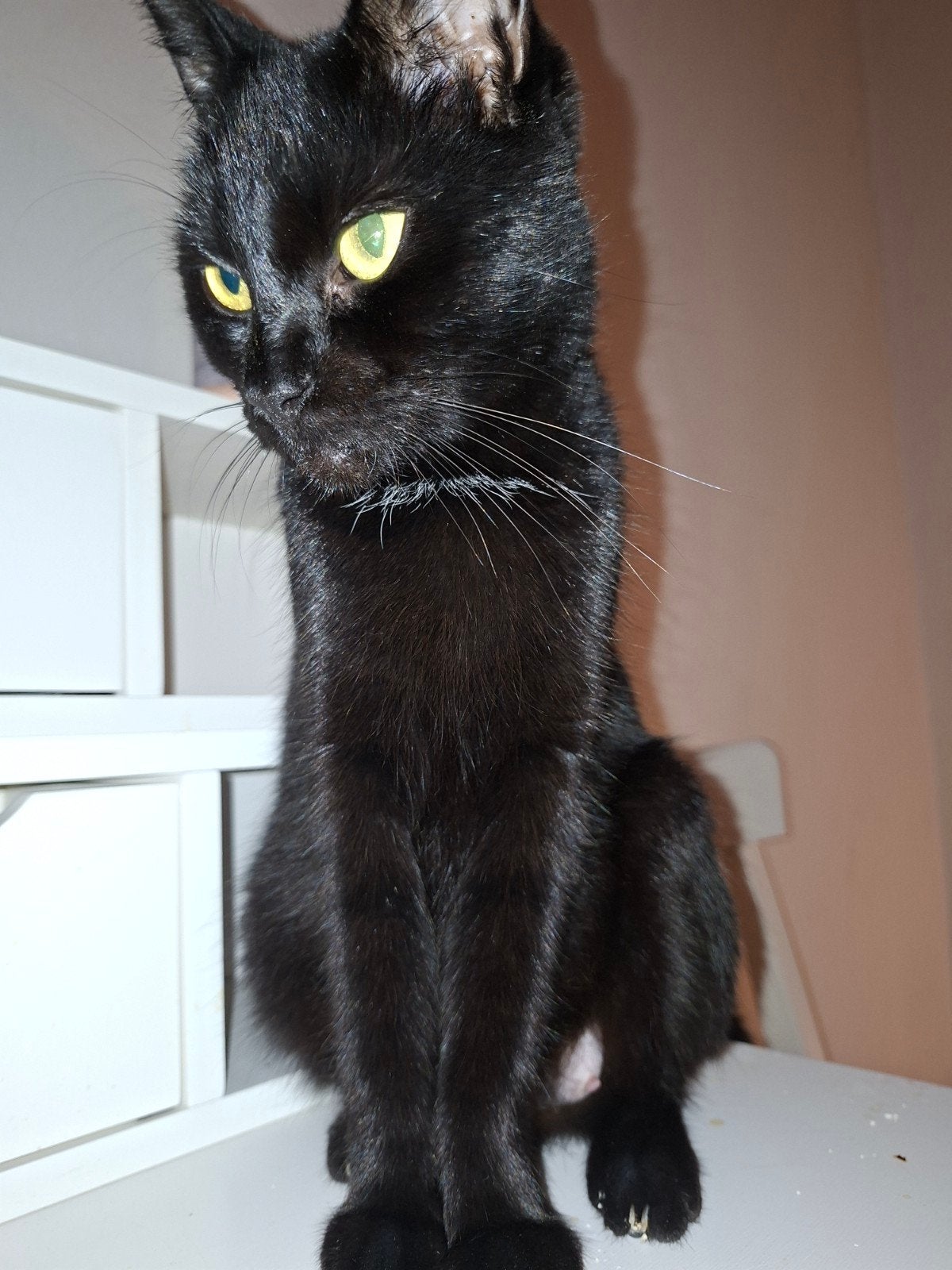 Zwarte poes, Dieren en Toebehoren, Katten en Kittens | Raskatten | Korthaar, Poes, Gechipt, 3 tot 5 jaar
