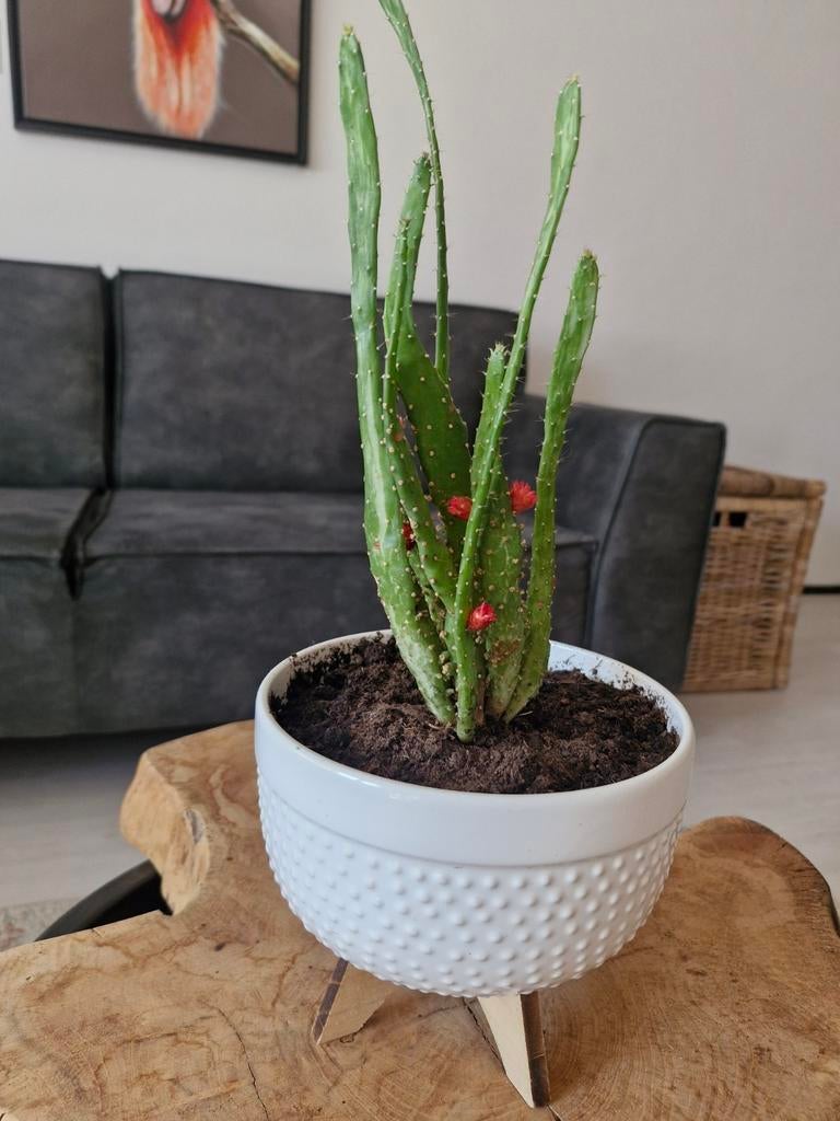 Opuntia Cactussen in Witte Pot - Unieke Kamerplant, Ophalen of Verzenden, Overige soorten, Halfschaduw