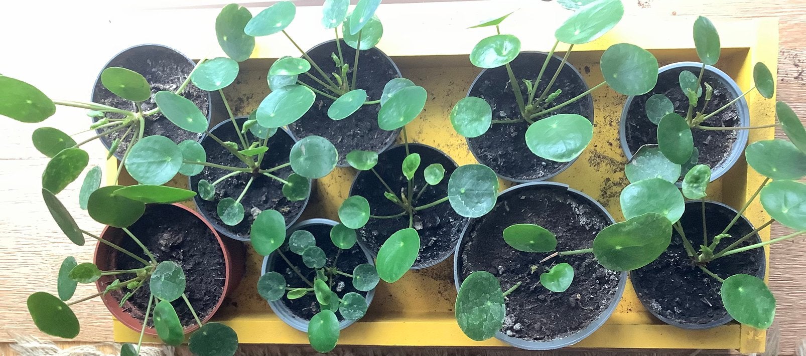 10 Pannenkoek planten, Huis en Inrichting, Kamerplanten, Ophalen, Halfschaduw, Minder dan 100 cm