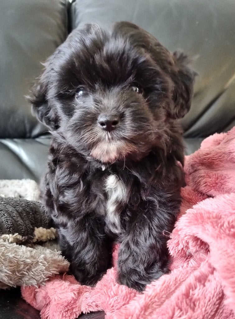 Nog 1 knappe zwarte boomer reutje !  (Shihpoo), Dieren en Toebehoren, Parvo, 8 tot 15 weken, Eén hond, Nederland
