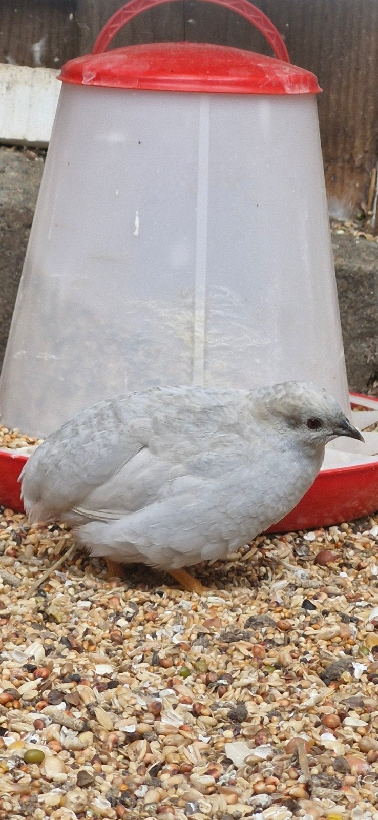 Chinese dwergkwartels te koop!, Dieren en Toebehoren, Meerdere dieren, Tropenvogel