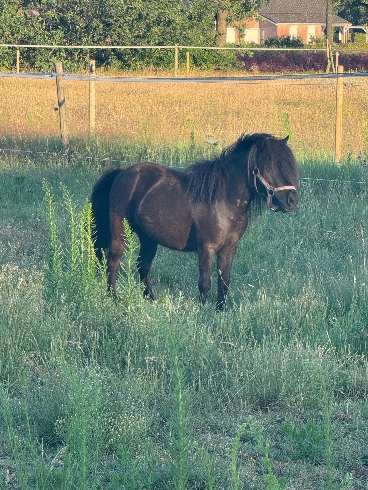 Shetlander merrie te koop, Dieren en Toebehoren, Pony's, Merrie, A pony (tot 1.17m), Gechipt, 3 tot 6 jaar