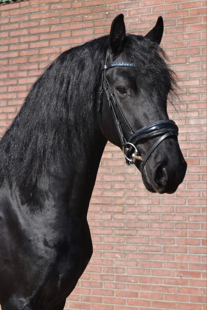 4 jarige hengst, Dieren en Toebehoren, Paarden, Hengst, B, 160 tot 165 cm, 3 tot 6 jaar, Dressuurpaard, Met stamboom, Gechipt