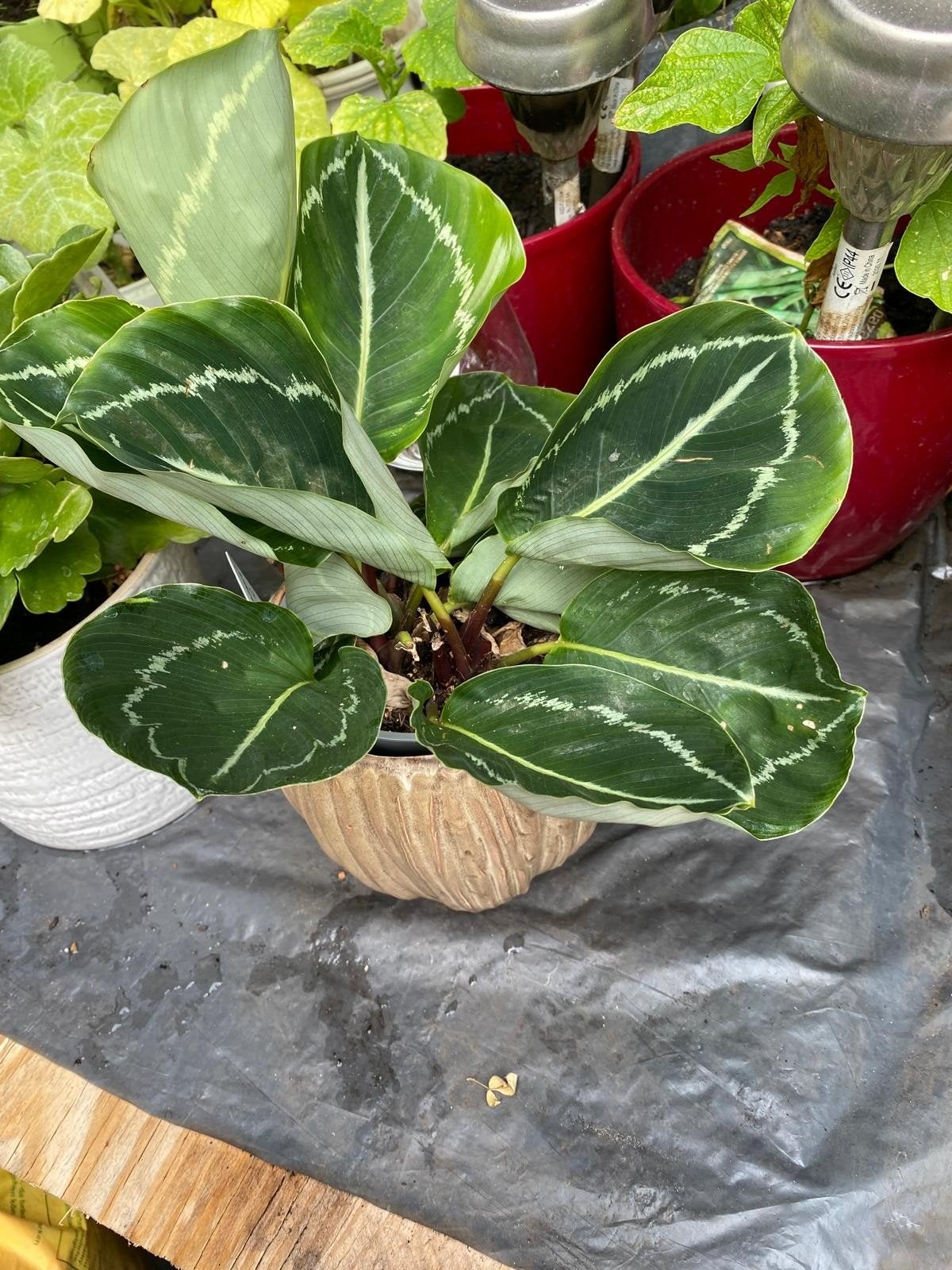 Prachtige Calathea in pot, Overige soorten, In pot, Minder dan 100 cm, Groene kamerplant