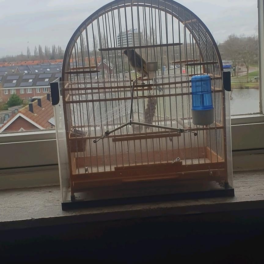 Bloemputter Man 2025, Dieren en Toebehoren, Vogels | Overige Vogels, Mannelijk, Wildzangvogel, Geringd