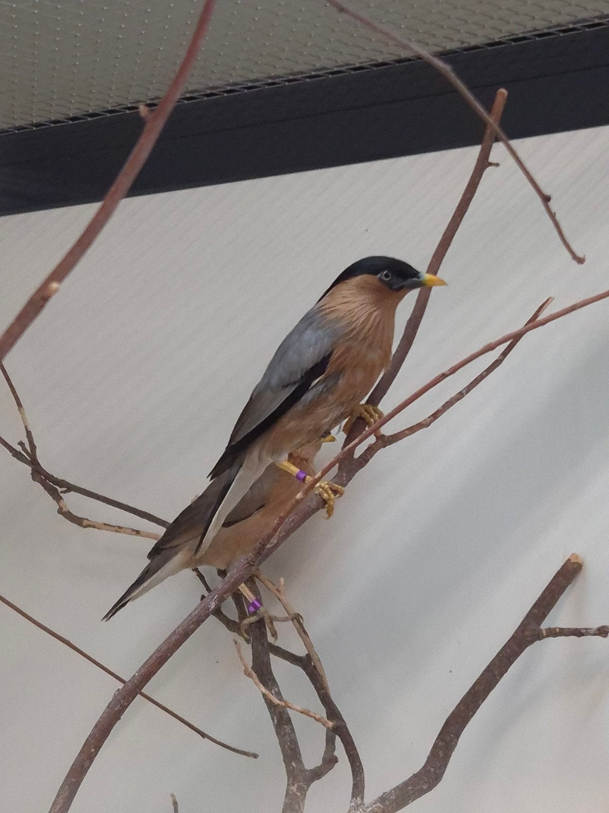 5-3 Pagode spreeuwen, Dieren en Toebehoren, Meerdere dieren, Tropenvogel, Geringd