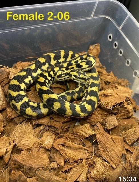 0.1 Morelia spilota cheynei, Slang, 0 tot 2 jaar