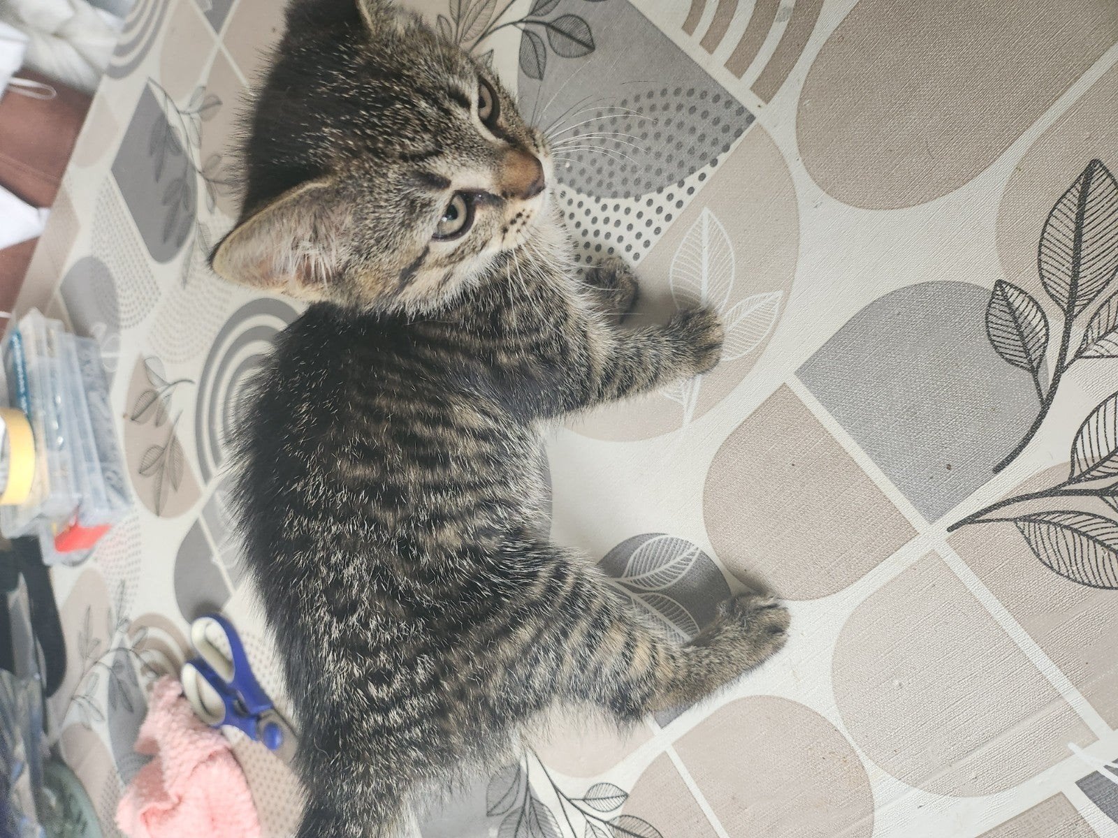 3 mooie kittens te koop, Poes