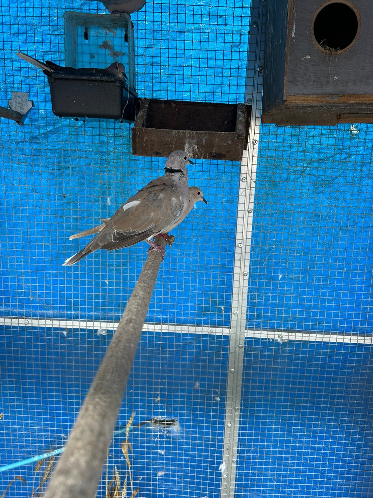 Tortelduiven €5,00 per stuk, Geslacht onbekend, Dwergpapegaai of Agapornis, Pratend