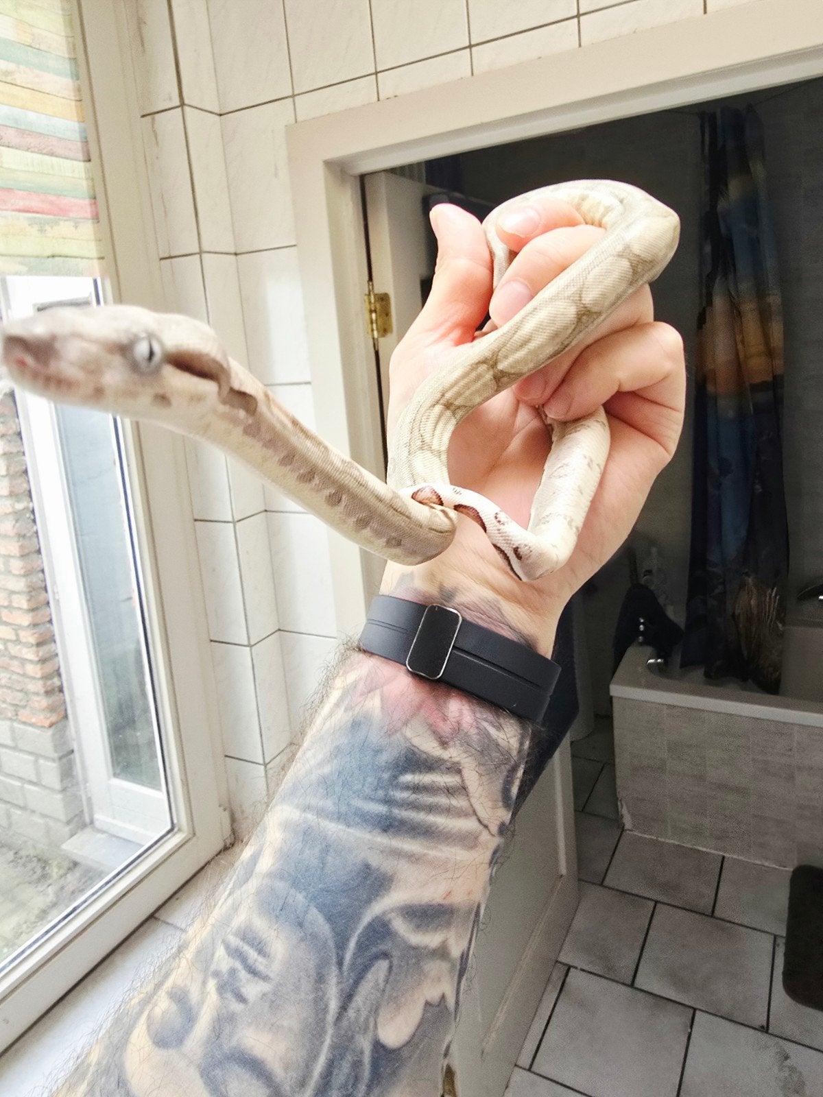 boa constrictor imperator 
50% vpi snow
Nakweek 2026

Dit is Boa Constrictor photo 6