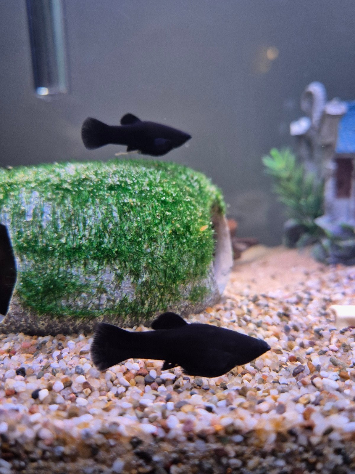 Gratis 2 Black Mollies, Vis