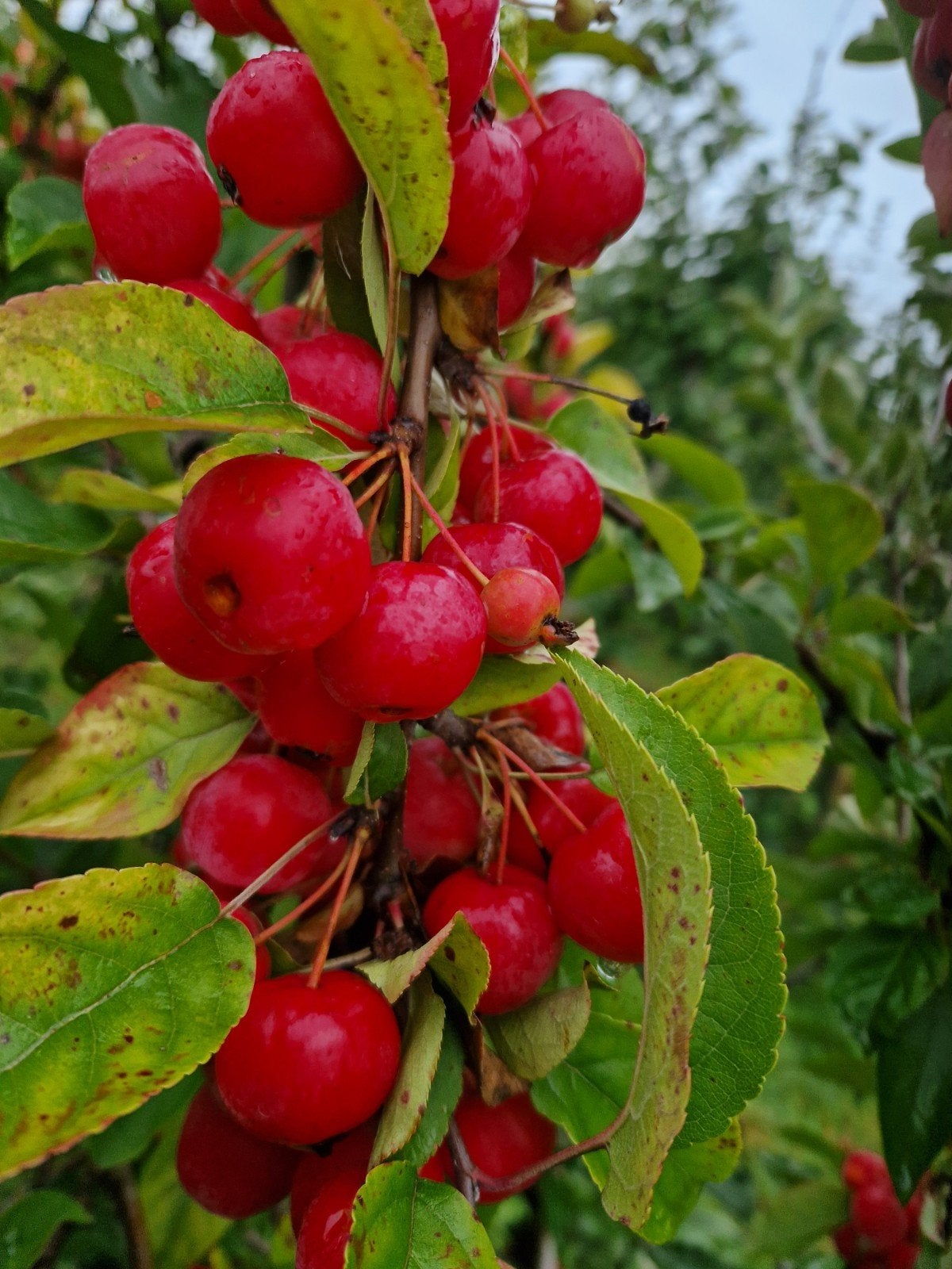 Sierappels per kg te koop, Diversen, Ophalen of Verzenden