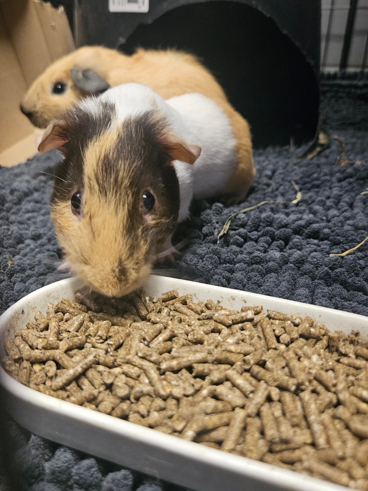 Knappe broers (zoeken snel een nieuw huis), Cavia, Mannelijk, Mei, Tam