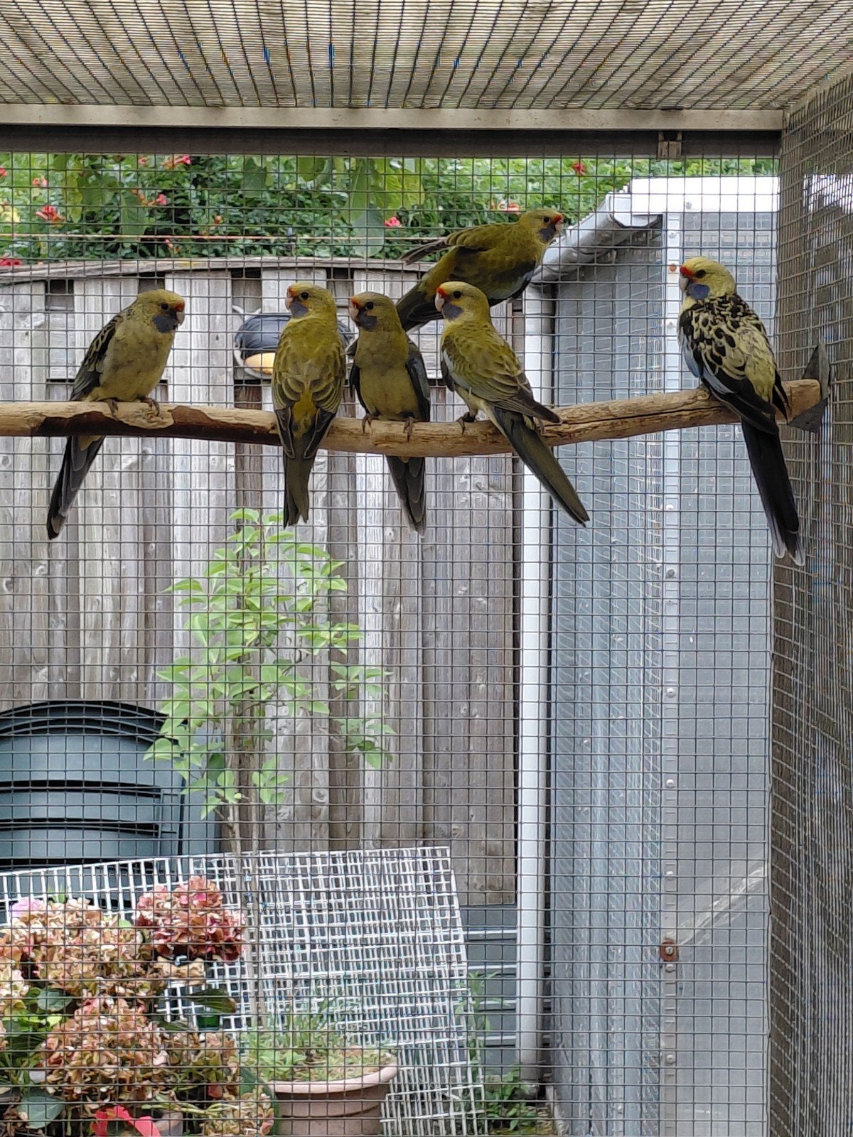 1 Strogele rosella ek26, Dieren en Toebehoren, Vogels | Parkieten en Papegaaien, Vrouwelijk, Parkiet, Geringd