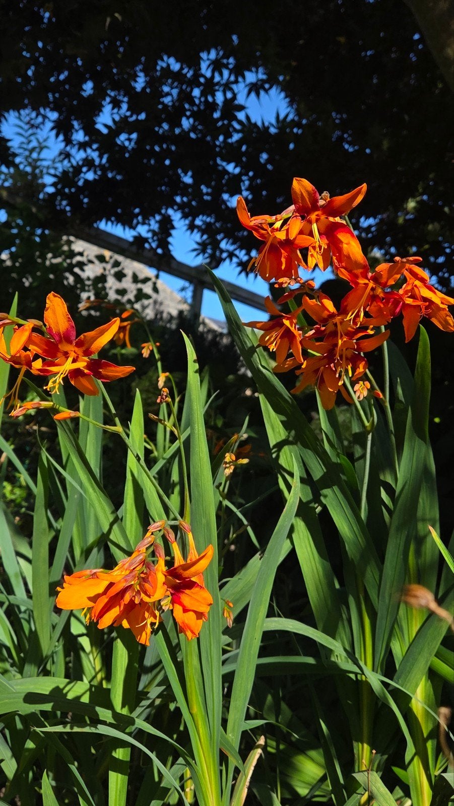 Crocosmia ( Montbretia) 'Lucifer' - per 5 stengels, Tuin en Terras, Ophalen, Overige soorten, Volle zon