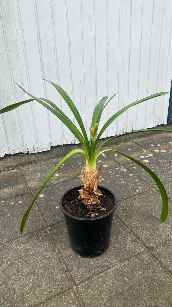 Clivia met knoppen, Ophalen