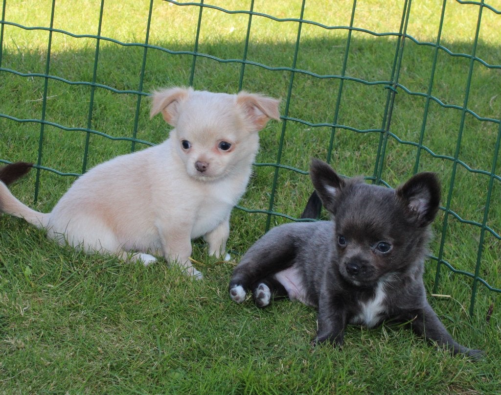 Chihuahua pups, langhaar, Nederland, 8 tot 15 weken, Meerdere, Meerdere dieren