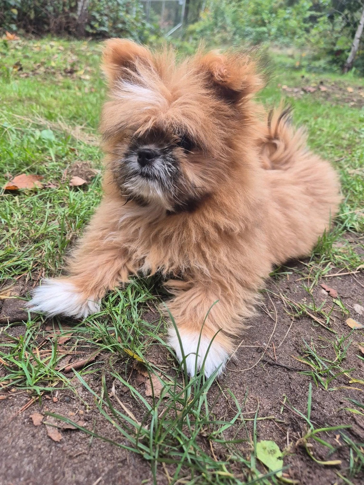 Boomer pomeriaan teefje, Dieren en Toebehoren, Honden | Chihuahua's en Gezelschapshonden, Overige rassen, 1 tot 2 jaar, Teef, Eén hond
