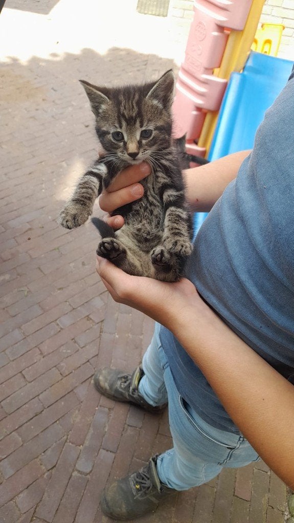Poesjes, Dieren en Toebehoren, Katten en Kittens | Raskatten | Korthaar, Geslacht onbekend, Ontwormd, 0 tot 2 jaar