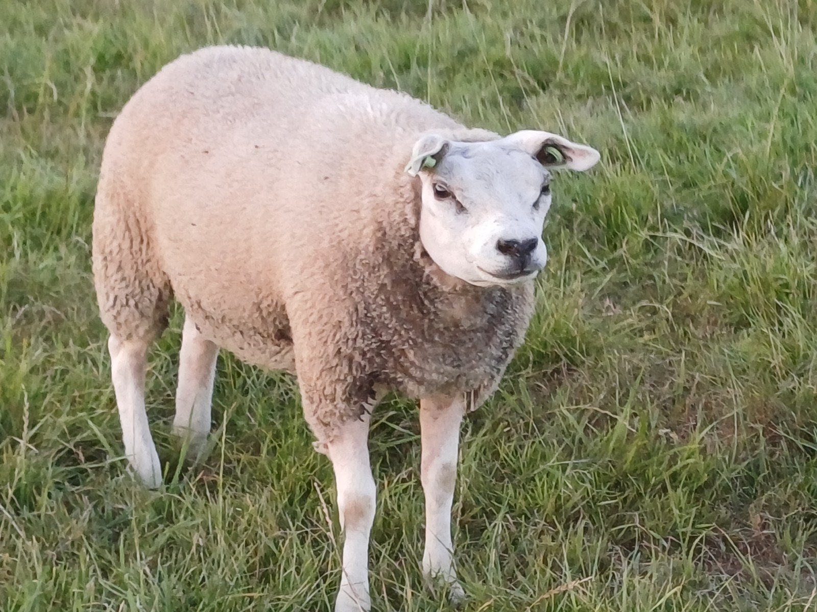Raszuiver Texelaar stamboek ooilam, Dieren en Toebehoren, Schapen, Geiten en Varkens, Vrouwelijk, Schaap, 0 tot 2 jaar