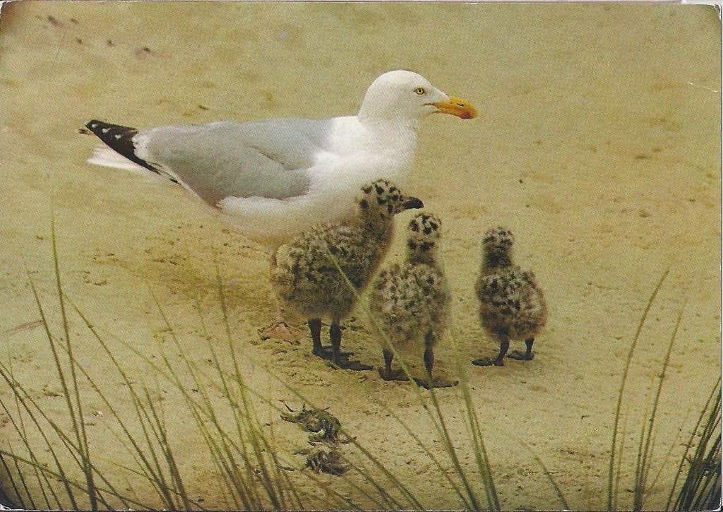B138 Gelopen Ansichtkaart Zilvermeeuw met jongen, Ophalen of Verzenden, 1980 tot heden, Gelopen, Kinderen