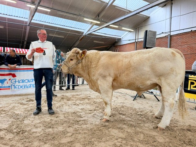 Charolais stamboek dekstier 1e prijs Marienheem, Dieren en Toebehoren, Mannelijk, 0 tot 2 jaar