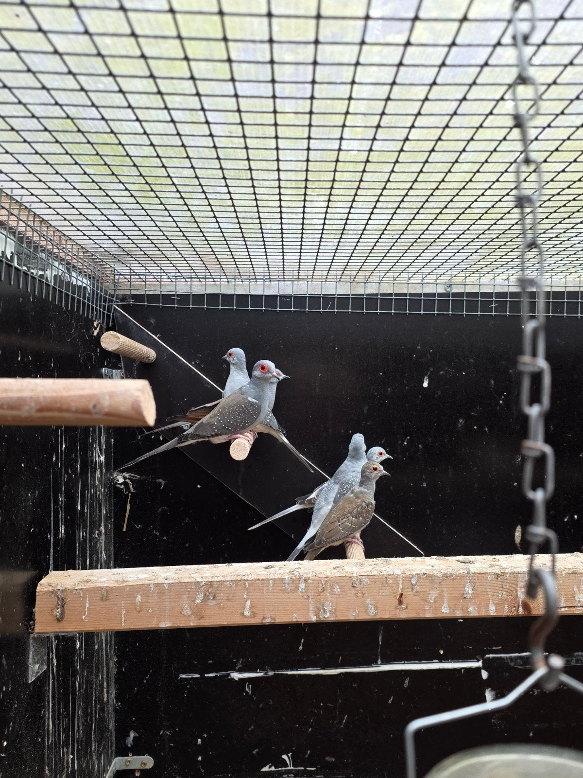 Diamantduiven, Dieren en Toebehoren, Meerdere dieren, Tropenvogel, Geringd