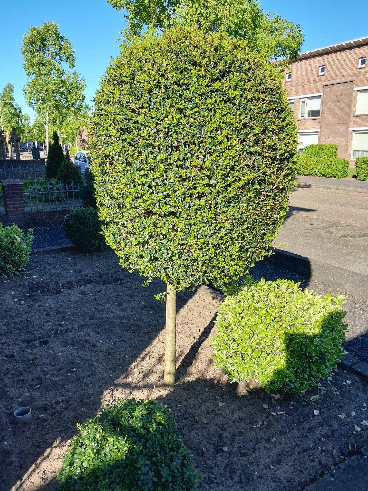 Buxus boom op stam, mooi bloeiend!, Ophalen, Bloeit niet, Volle zon, Overige soorten