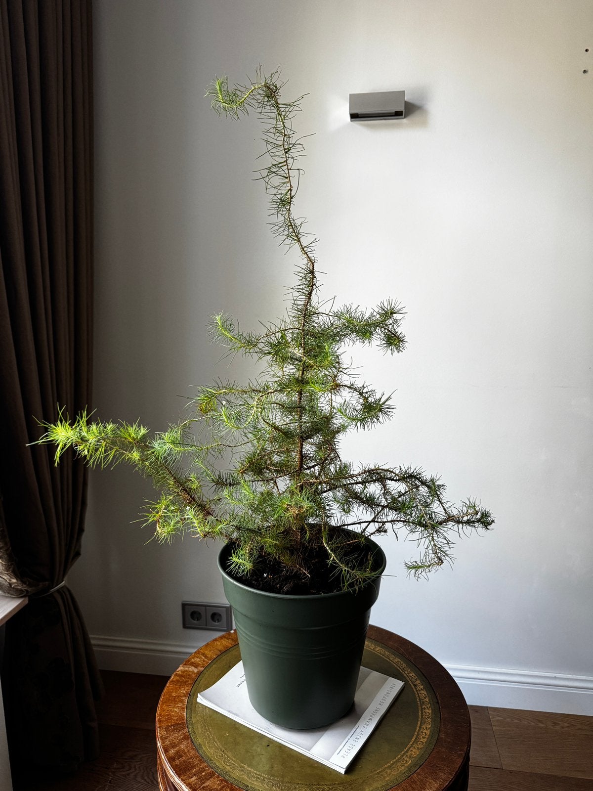 Japanse Ceder (Cryptomeria japonica), Halfschaduw, Overige soorten, Minder dan 100 cm, Ophalen