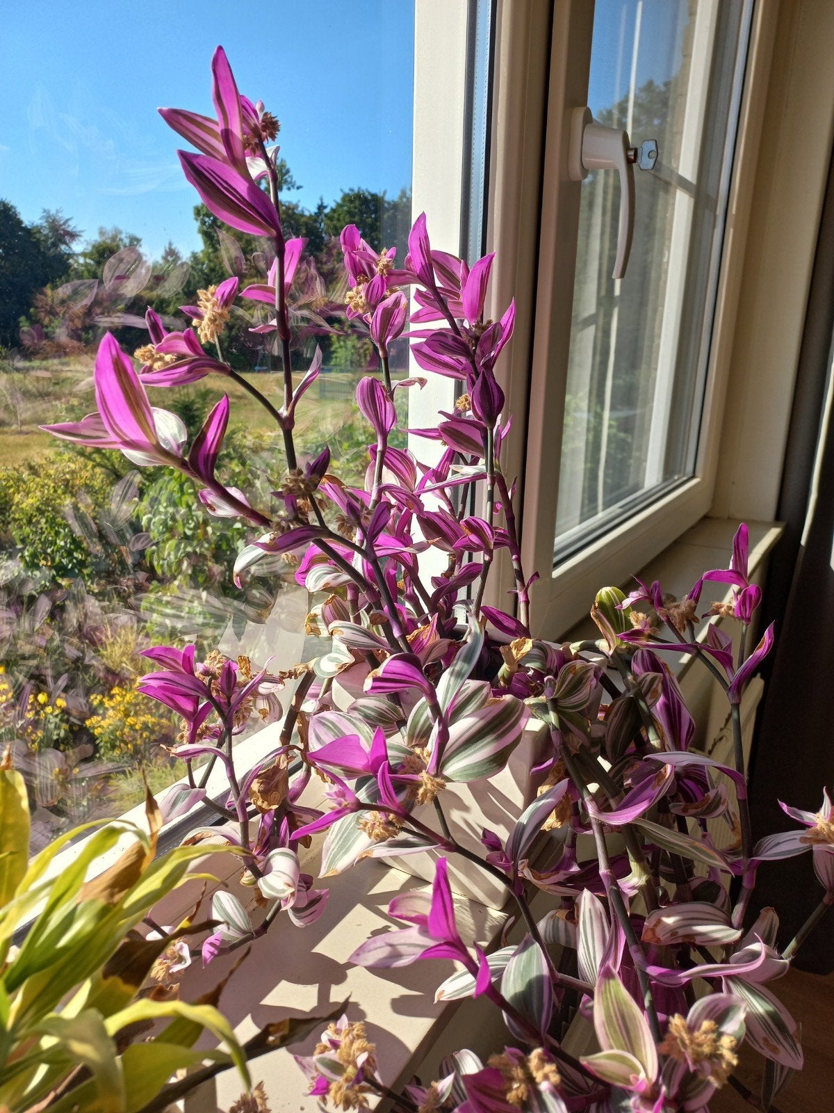 Stekje van Tradescantia Nanouk - Roze/paarse kamerplant, Ophalen, Halfschaduw, Minder dan 100 cm