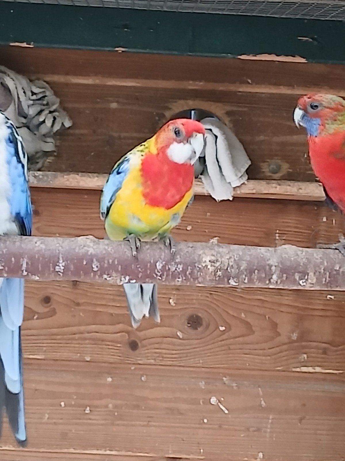te koop een rossella wildkleur man, Dieren en Toebehoren, Vogels | Parkieten en Papegaaien, Mannelijk, Parkiet
