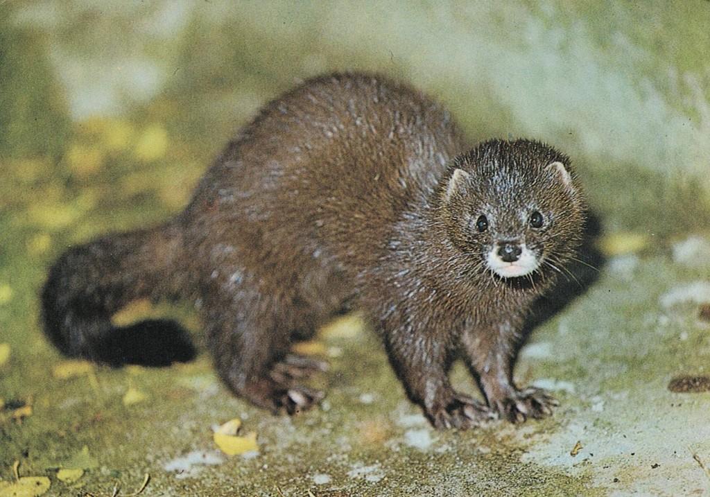 Europesche Nertz 63, Verzenden, 1980 tot heden, Ongelopen, Wild dier