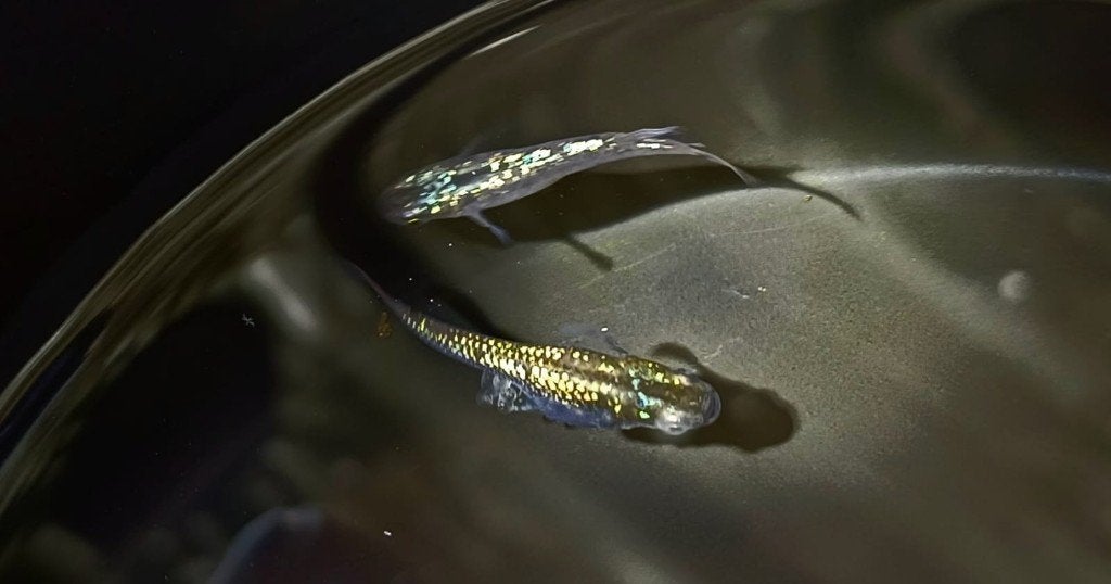 Medaka Egg's Saphire/Reiwa Black/Yozakura Yellow(10 soorten, Dieren en Toebehoren, Vissen | Aquariumvissen, Vis, Zoetwatervis