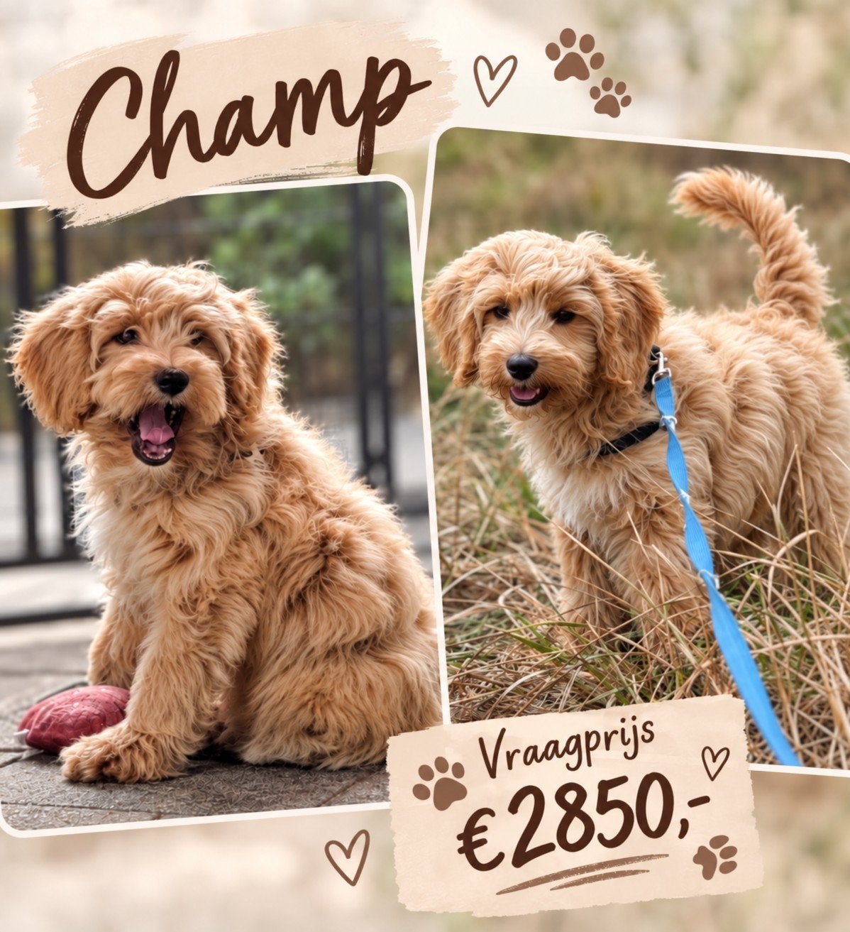 Knappe Champ  Mini Multigen Labradoodle – vrolijk maatje, 15 weken tot 1 jaar, Eén hond, Nederland, Particulier