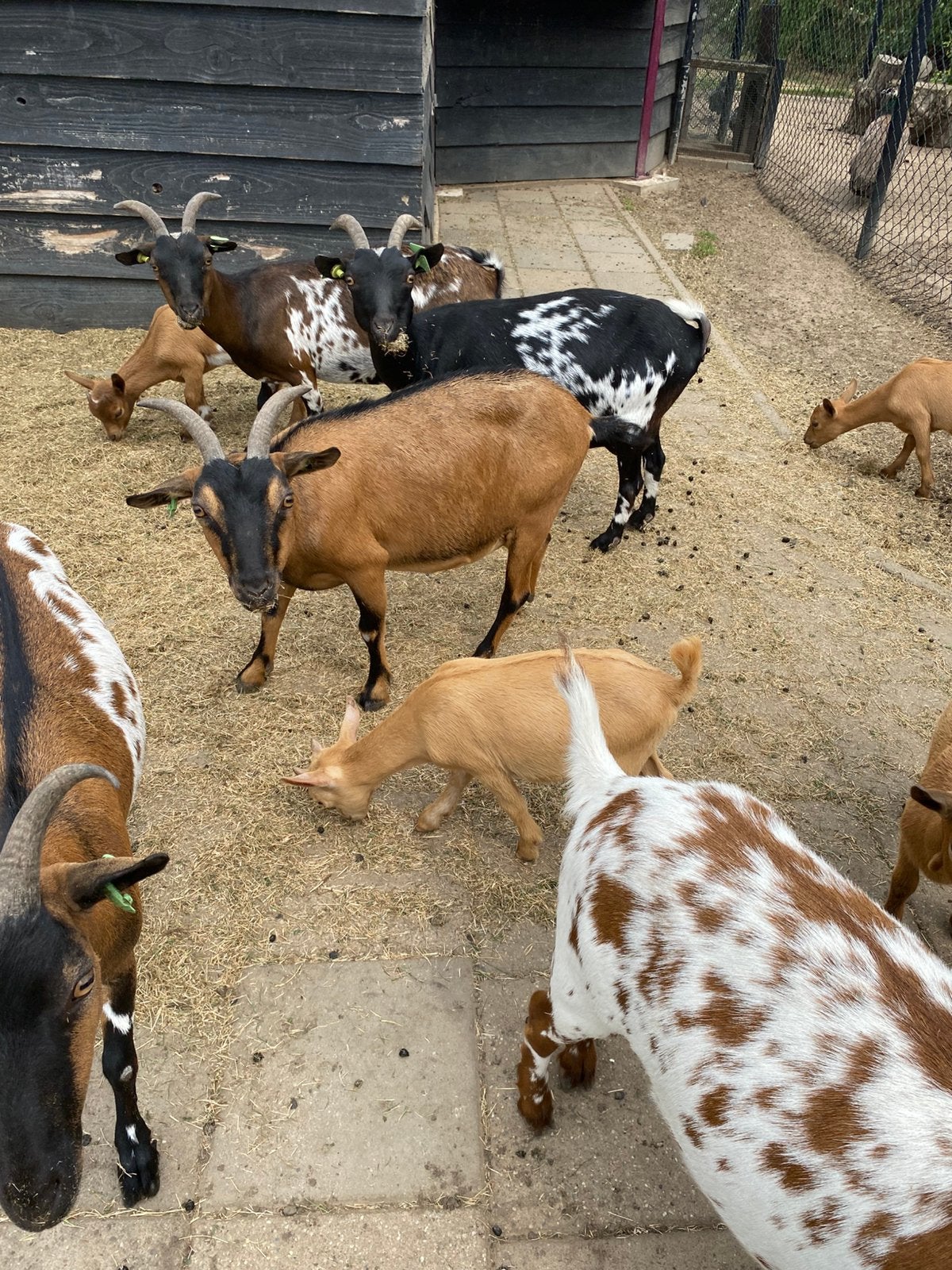 Mooie Camel dwerggeit bok, Dieren en Toebehoren, Schapen, Geiten en Varkens, Mannelijk, Geit, 0 tot 2 jaar