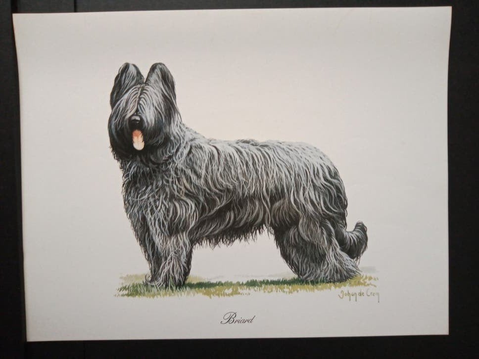 Briard - kunstprent - levensecht - Johan de Crem tekenaar, Verzenden, 1980 tot heden, Zo goed als nieuw, Dier